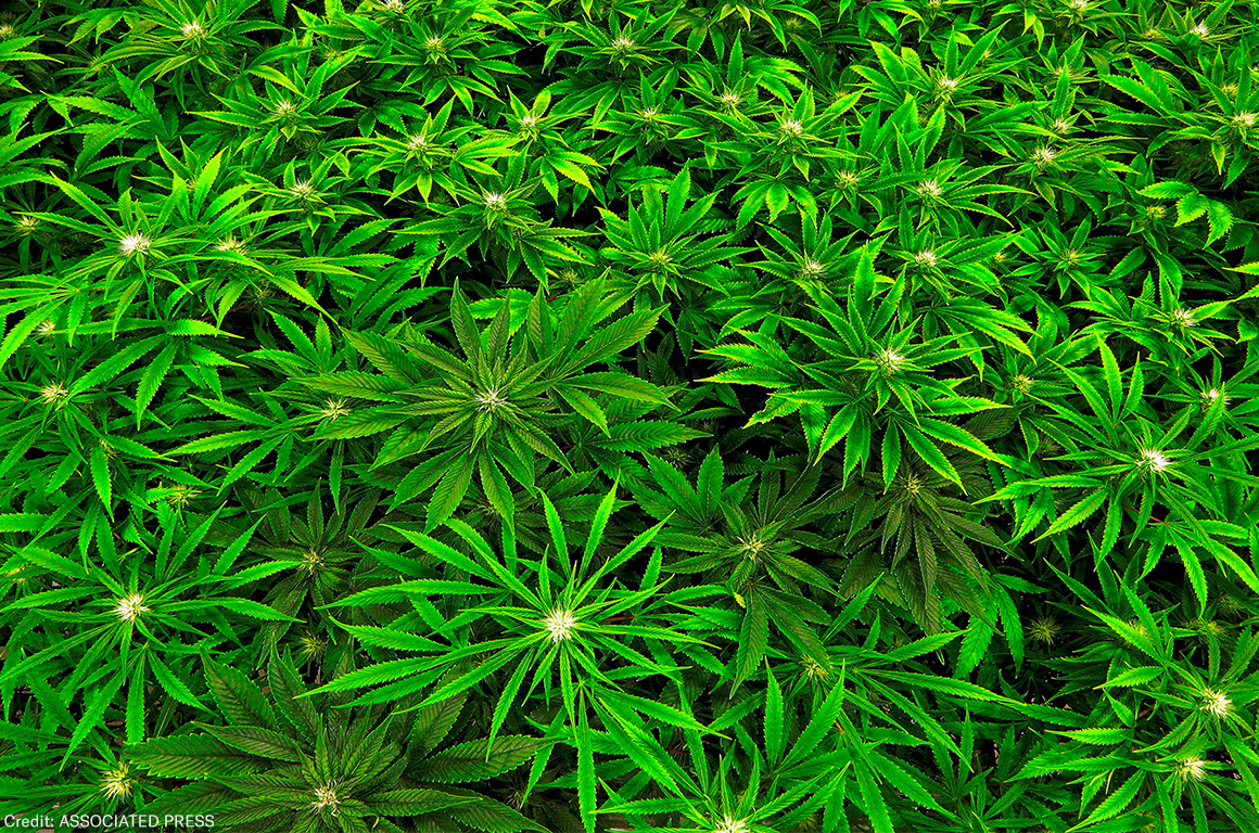 Marijuana clones are monitored inside the &quot;Vegetative Room&quot; at the Ataraxia medical marijuana cultivation center in Albion, Ill.