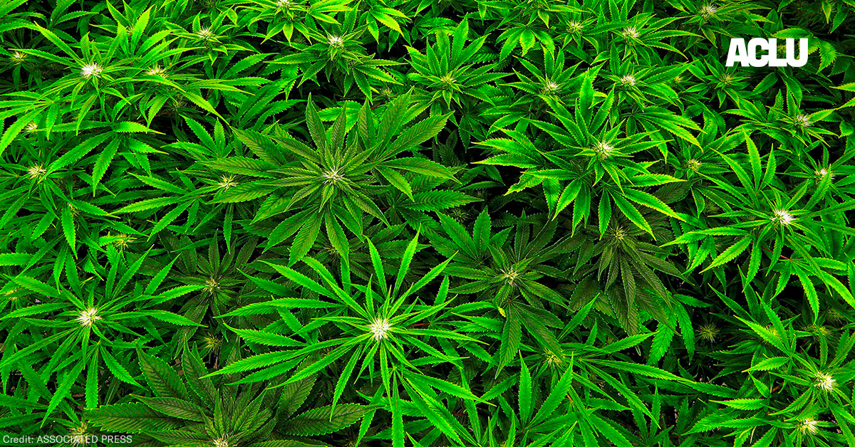 Marijuana clones are monitored inside the &quot;Vegetative Room&quot; at the Ataraxia medical marijuana cultivation center in Albion, Ill.