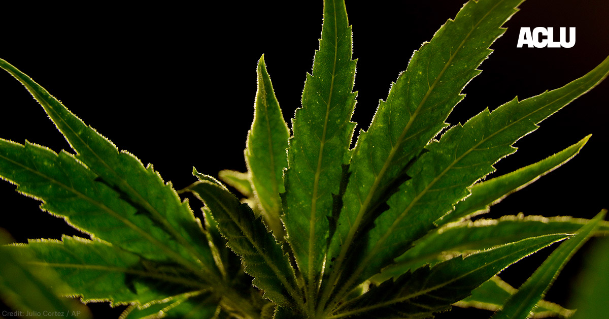 Marijuana plant